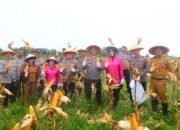 Panen Raya Jagung Tahap 1, Polres Tomohon Perkuat Ketahanan Pangan