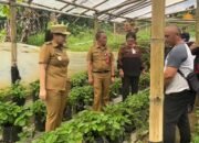 Wawali Sendy Rumajar Kawal Aspirasi Petani Rurukan, Bakal Lobi Bantuan di Kementerian